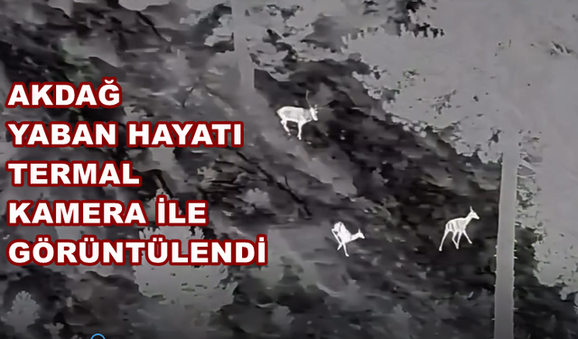 Akdağ’daki Kızılgeyikler Termal Drone İle Görüntülendi