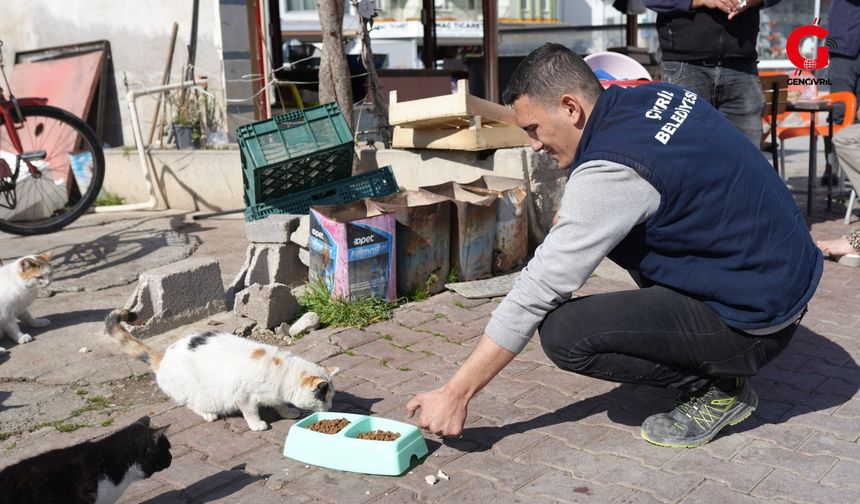 Çivril Belediyesi Soğuk Havada üşüyen Kedileri unutmadı