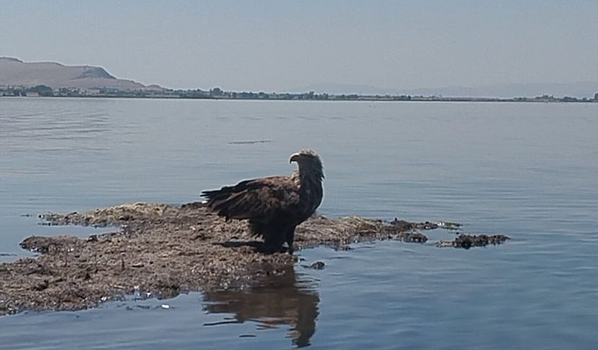 Avrupa Kıtasının En Büyük Kuşu Çivril’de Görüntülendi