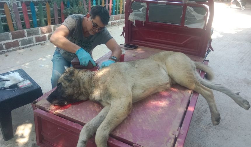 Çivril’de Domuz Saldırısına Uğrayan Köpek Tedavi Edildi