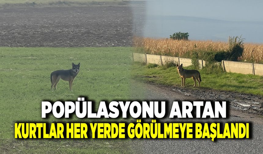 Dağda Sayısı Artan Kurtlar Ovaya İndi