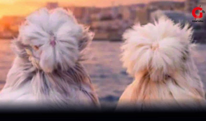 Çivril’de İlk Kez Güvercin Güzellik Yarışması Düzenlenecek