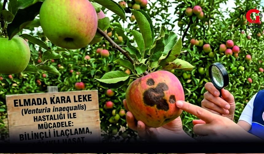 Çivril İlçe Tarım Müdürlüğü Elma Üreticisine “Karaleke” Uyarısı Yaptı