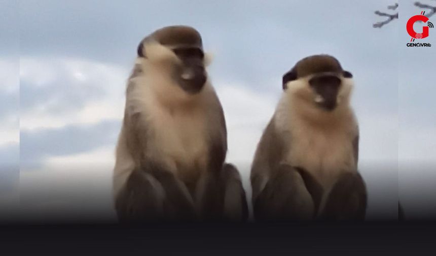 Çivril'de Ortaya Çıkan Maymunlar Şaşkınlık Yarattı