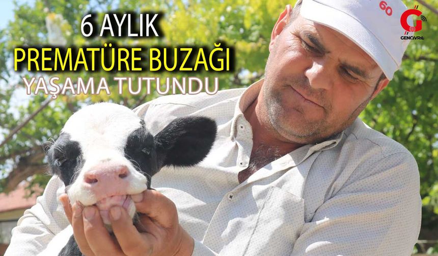 6 Aylık Prematüre Buzağı Yaşama Tutundu