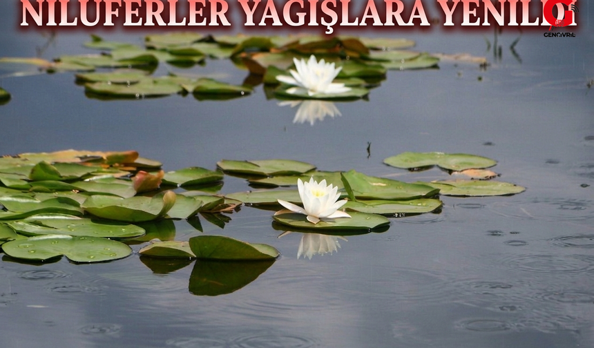 Işıklı'da Nilüferler Sulara Yenildi