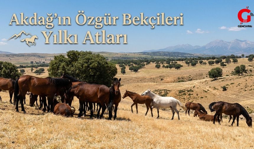 Çivril Akdağ’da Yılkı Atlarının Özgürlük Dansı