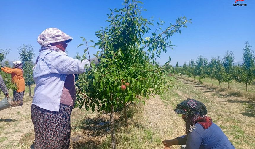 Çivril'de "bağlama" Yöntemiyle Verim Artırılıyor