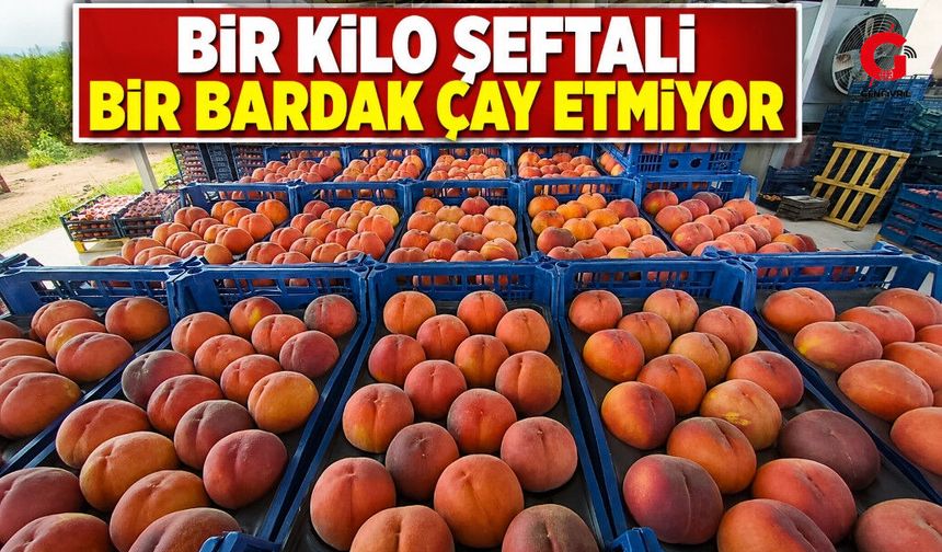 Çivril'de Şeftali Fiyatı Bir Günde Yarıya Düştü