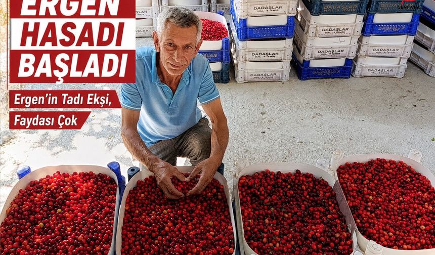 Gümüşsu’da Ergen Hasatı Bereketli Başladı