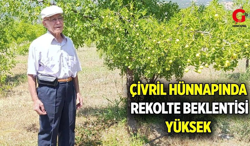Denizli’de Sadece Çivril’de Yetişen Hünnap Hasadı Başlıyor