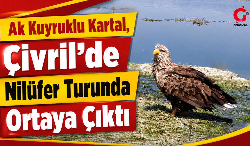 Ak kuyruklu kartal, Çivril’de nilüfer turunda ortaya çıktı