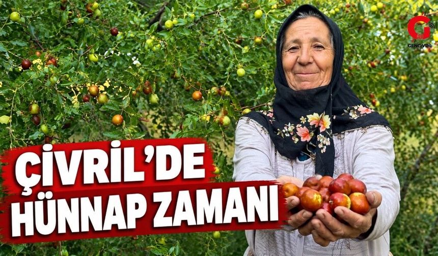 Denizli’nin Hünnap Deposu Çivril'de Hasat Mesaisi