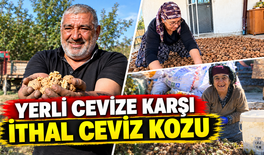 Çivrilli Ceviz Üreticisi Hasata Başladı