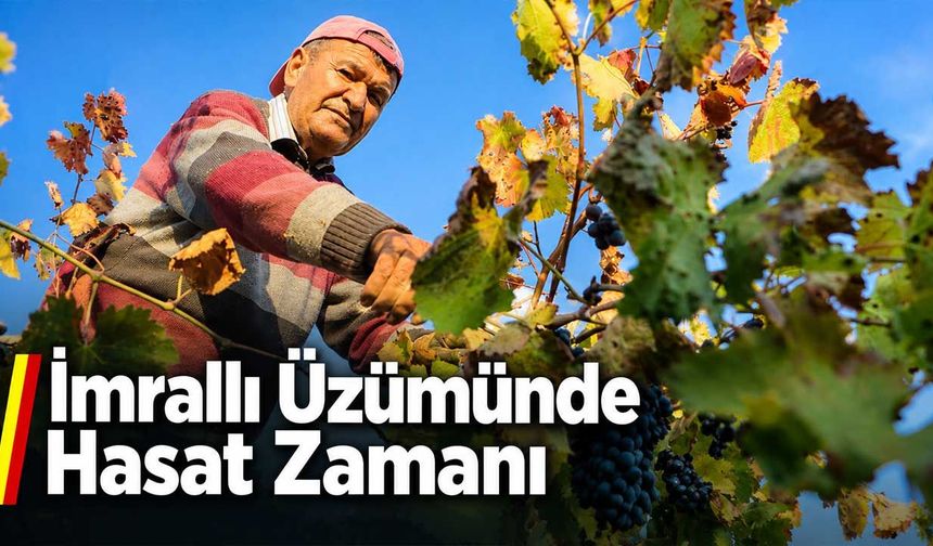 İmrallı Üzümü Kendine Has Aromasıyla Sofraların ve Pekmezin Vazgeçilmezi