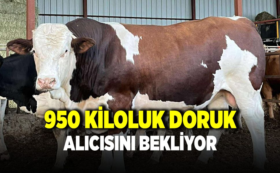 Çivril'de 950 Kiloluk Kurbanlık Alıcısını Bekliyor