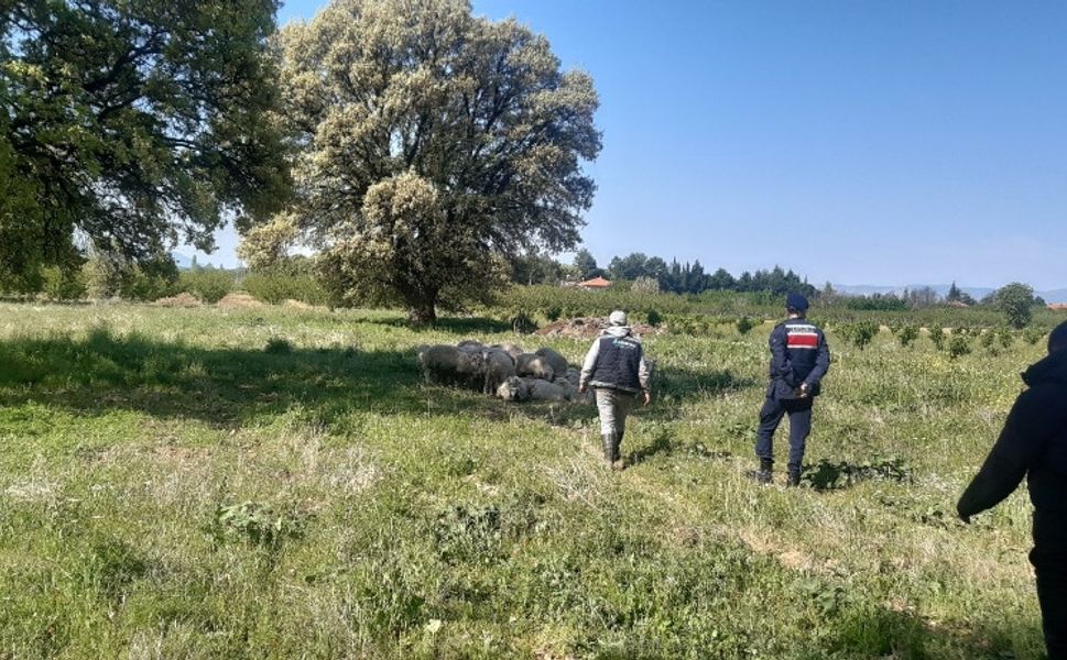 Kaybolan Koyunları Jandarma Buldu