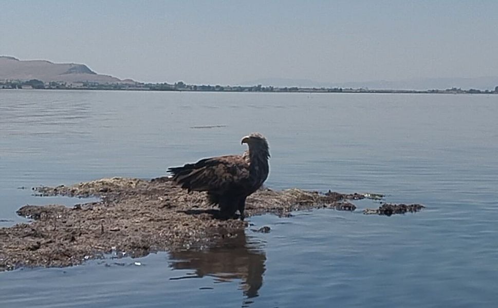 Avrupa Kıtasının En Büyük Kuşu Çivril’de Görüntülendi