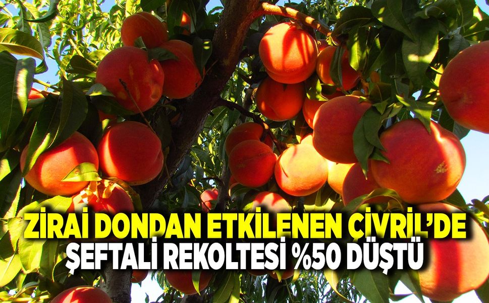 Zirai Dondan Etkilenen Çivril’de Şeftali Hasadı Başladı