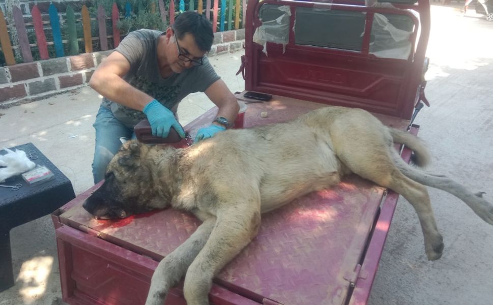 Çivril’de Domuz Saldırısına Uğrayan Köpek Tedavi Edildi