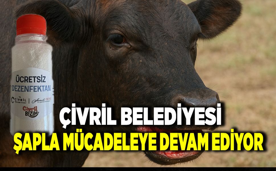 Çivril Belediyesi Şap Hastalığıyla Savaşa Devam Ediyor