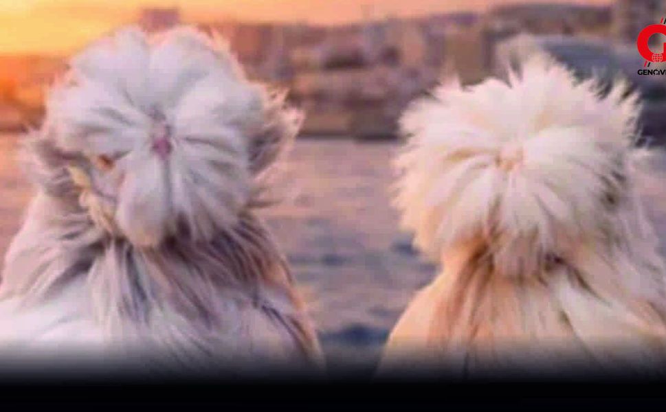 Çivril’de İlk Kez Güvercin Güzellik Yarışması Düzenlenecek