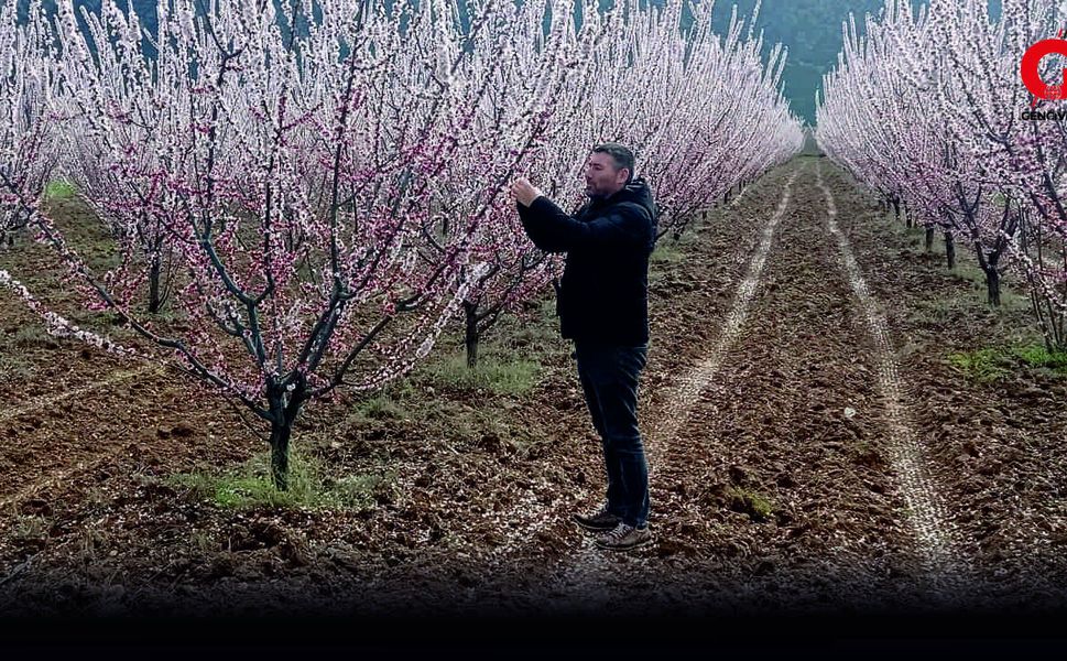 Çivril’de Meyve Ağaçları Alarmda: Don ve Hastalık Riskine Dikkat!