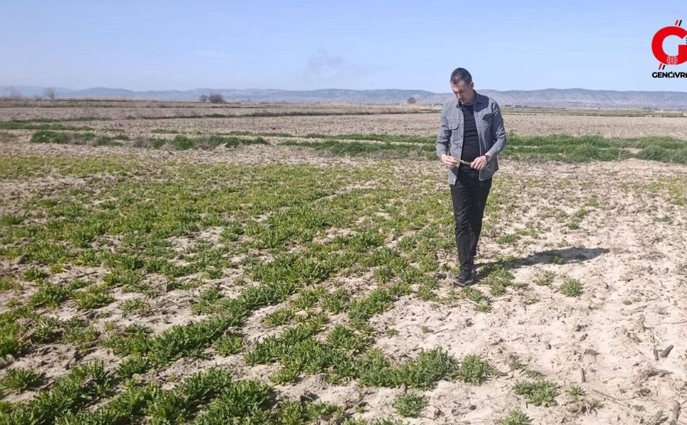 Çivril’de Haşhaş Tarlalarında Kök Kurdu Denetimi Yapıldı