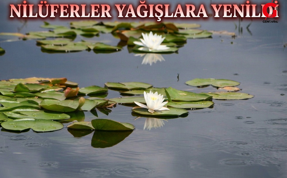 Işıklı'da Nilüferler Sulara Yenildi