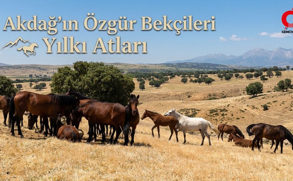 Çivril Akdağ’da Yılkı Atlarının Özgürlük Dansı