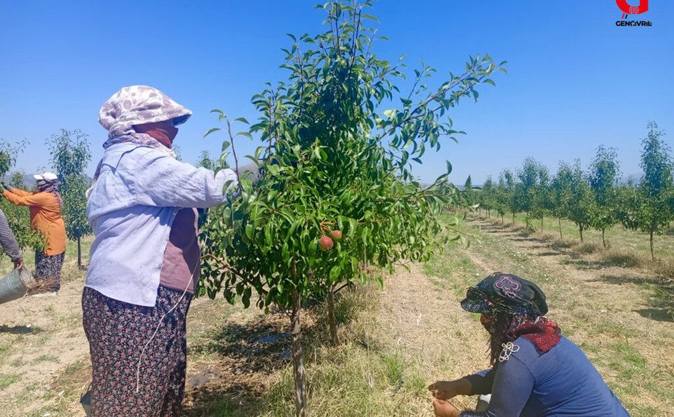 Çivril'de "bağlama" Yöntemiyle Verim Artırılıyor