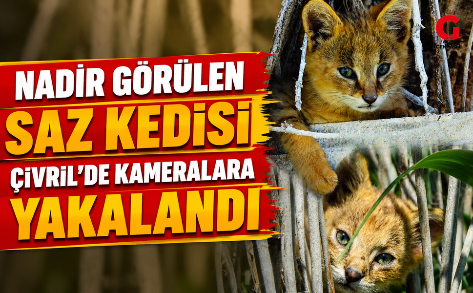 Nadir Görülen Saz Kedisi Çivril'de Kameralara Yakalandı