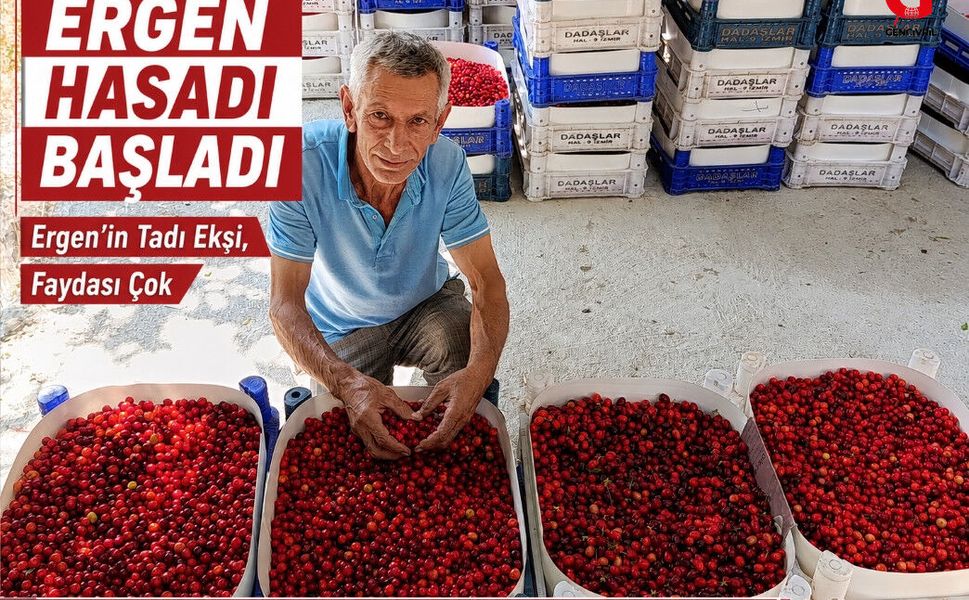 Gümüşsu’da Ergen Hasatı Bereketli Başladı