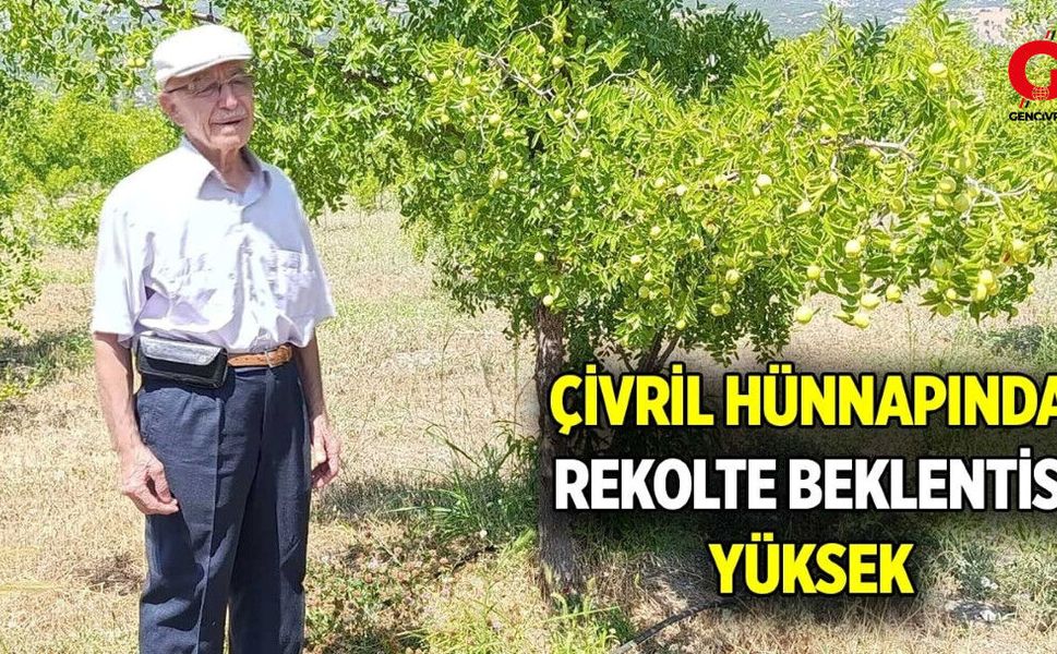 Denizli’de Sadece Çivril’de Yetişen Hünnap Hasadı Başlıyor