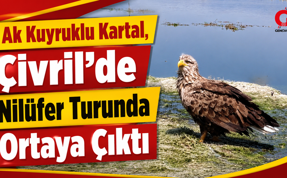 Ak kuyruklu kartal, Çivril’de nilüfer turunda ortaya çıktı