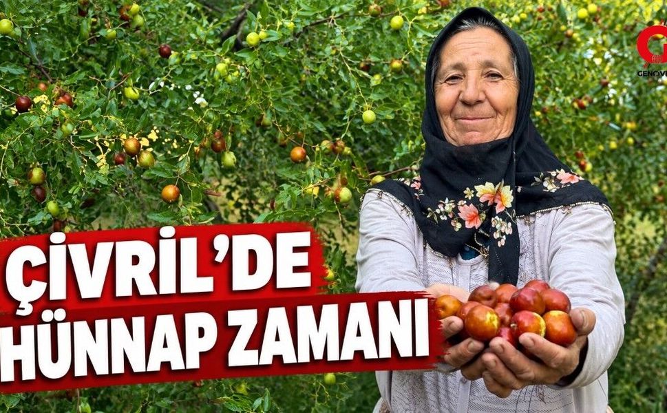 Denizli’nin Hünnap Deposu Çivril'de Hasat Mesaisi