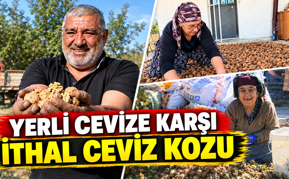 Çivrilli Ceviz Üreticisi Hasata Başladı