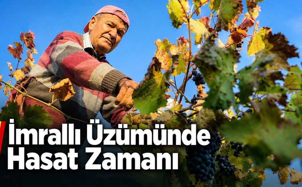 İmrallı Üzümü Kendine Has Aromasıyla Sofraların ve Pekmezin Vazgeçilmezi