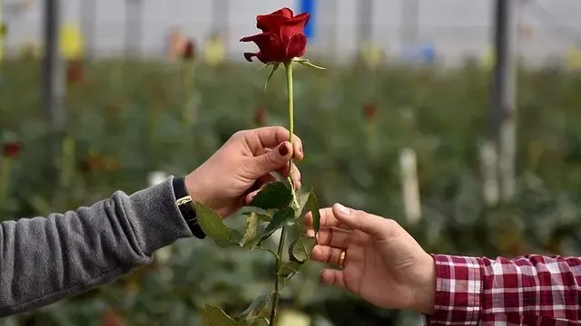 Sevgililer Günü Valizi: En Güzel Hediye Fikirleri