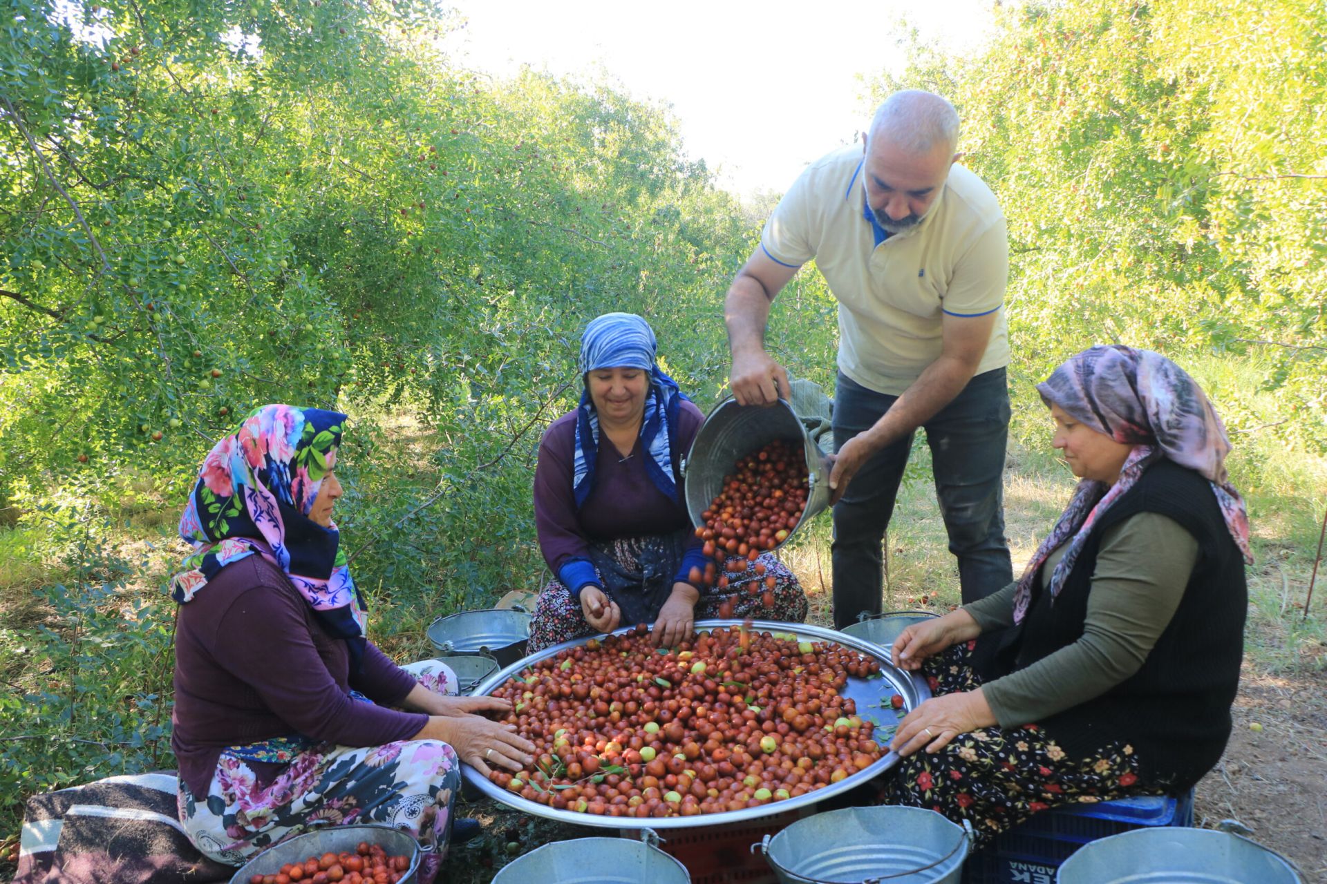 GÜMÜŞSU'DA HÜNNAP HASADI BAŞLADI - Denizli Haber - genccivrilgazetesi.com » Güncel Denizli Son Dakika Haberleri