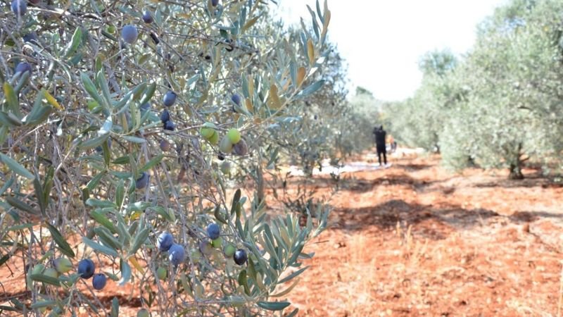 Çınar, “Zeytin ve Zeytinyağı Kalitesi Bakımından İddialı Bir İliz”