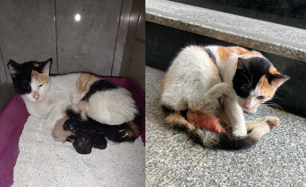 Bursa’da Kedi, Hastanenin Doğumhanesinde Doğum Yaptı