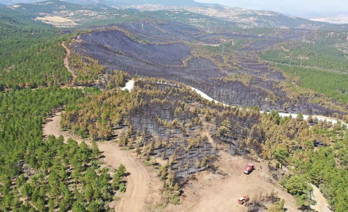 Denizlide Orman Yangini Yaralari Sariliyor