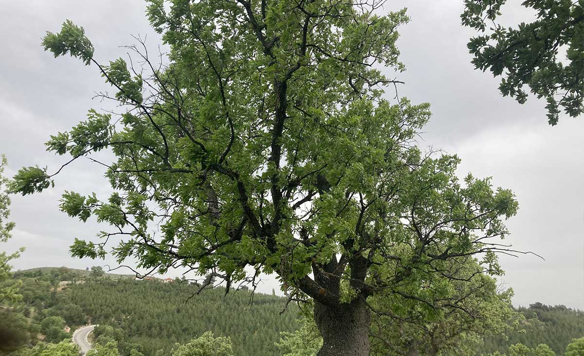 Denizli’de Palamutla Geçinen O Köy Şimdi Ne Yapıyor 2