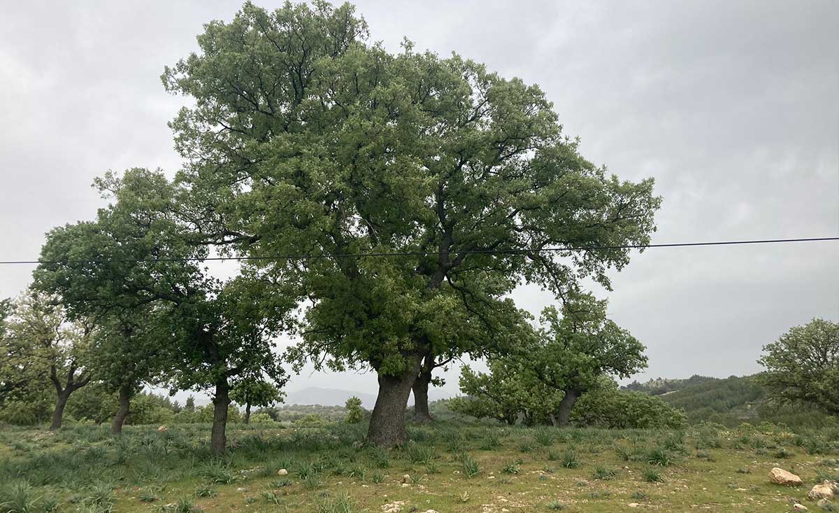 Denizli’de Palamutla Geçinen O Köy Şimdi Ne Yapıyor 3