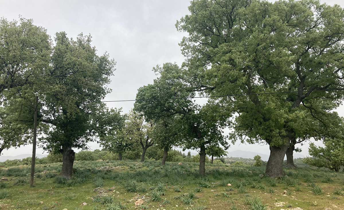 Denizli’de Palamutla Geçinen O Köy Şimdi Ne Yapıyor 4