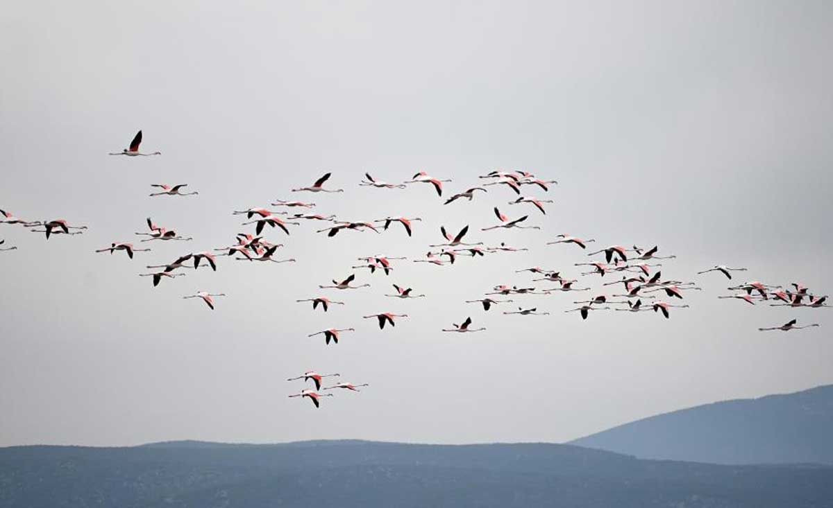 Flamingo Aydin Solen