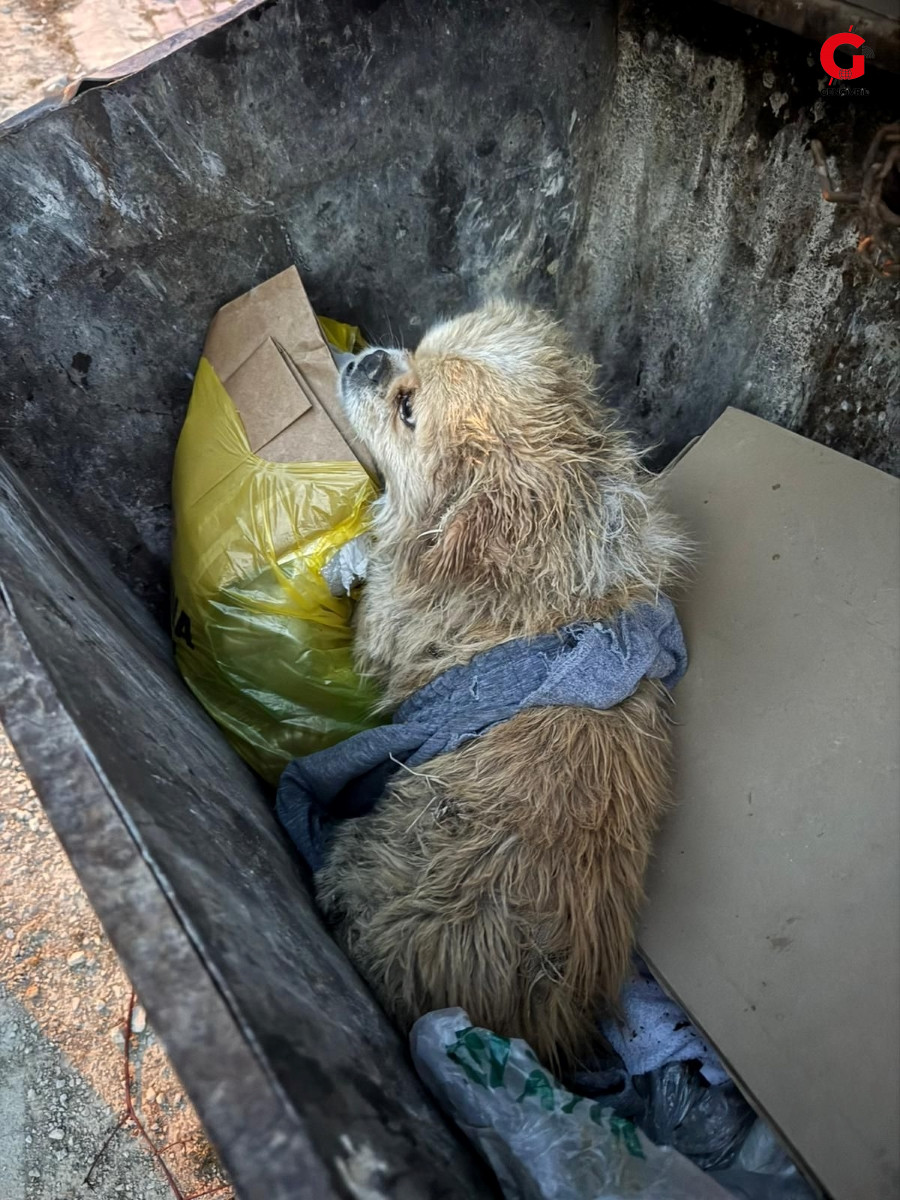 Çivril Çöp Konteyneri Köpek Attılar