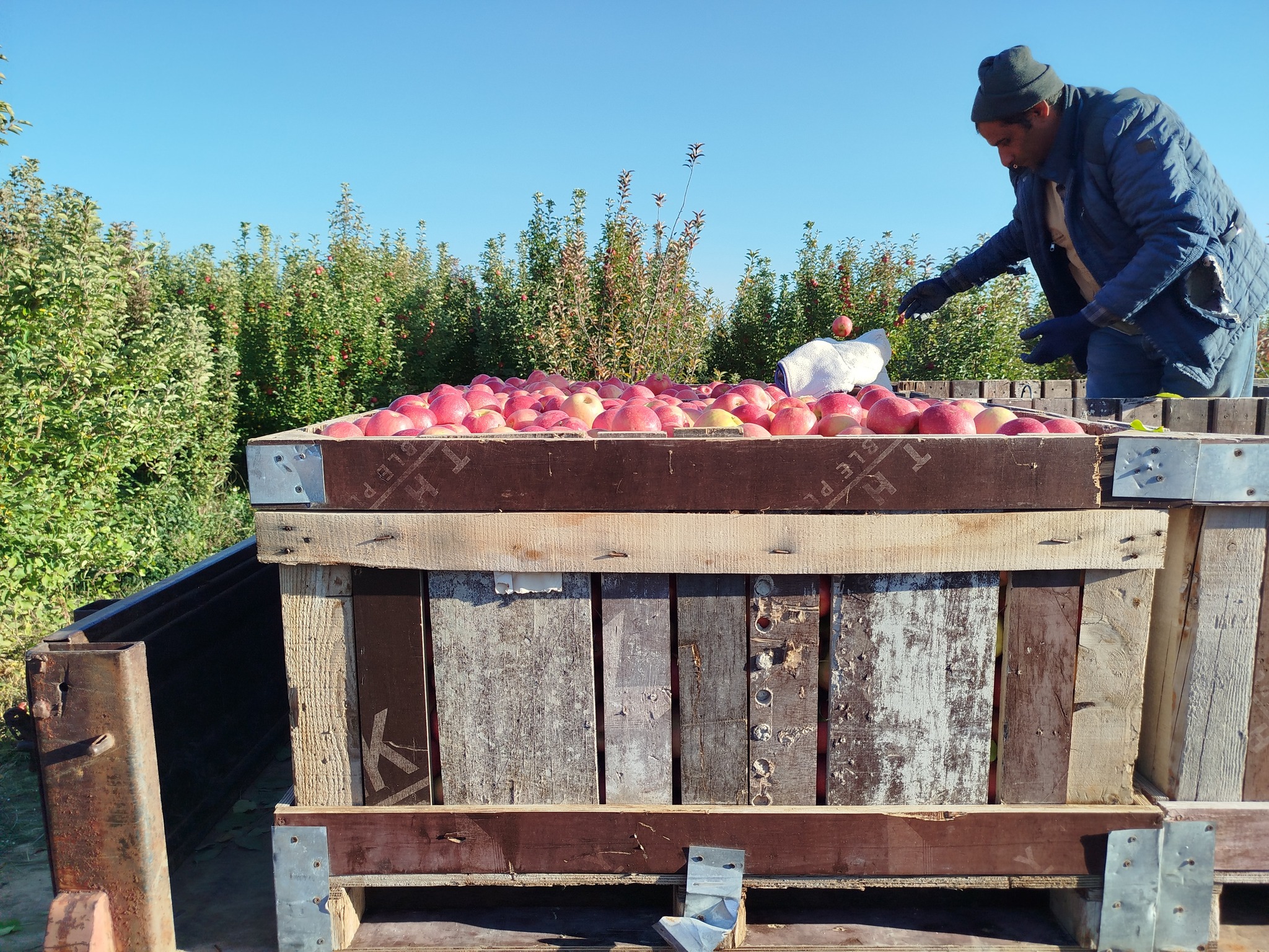 Çivril Elma Sezonu (1)-1