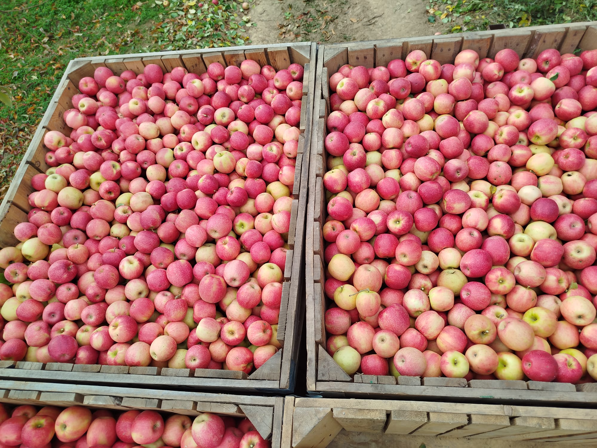 Çivril Elma Sezonu (1)